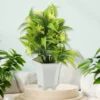 home-decor webp