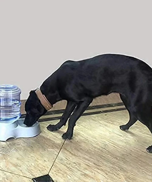 pet-water-dispenser webp
