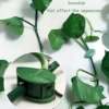 plant-clip webp