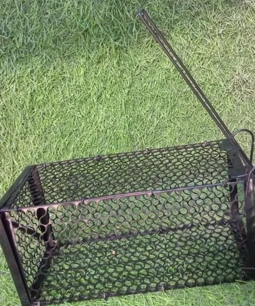 rodent-trap webp