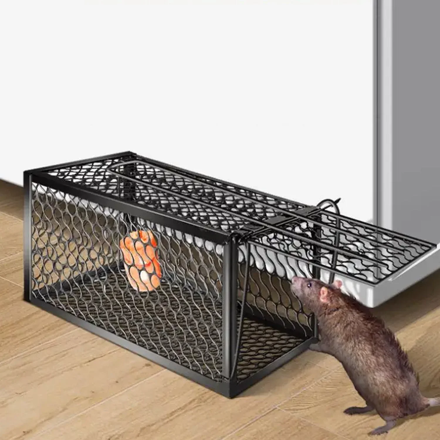 live-mouse-trap webp