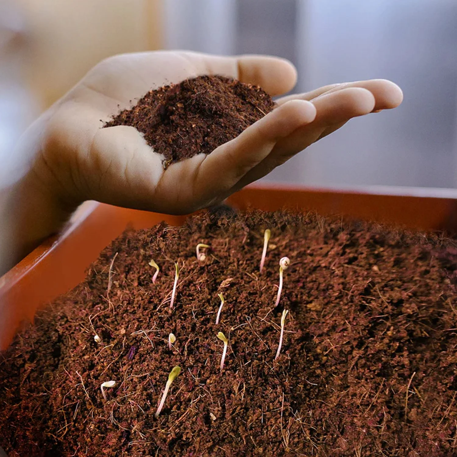 potting-mix webp